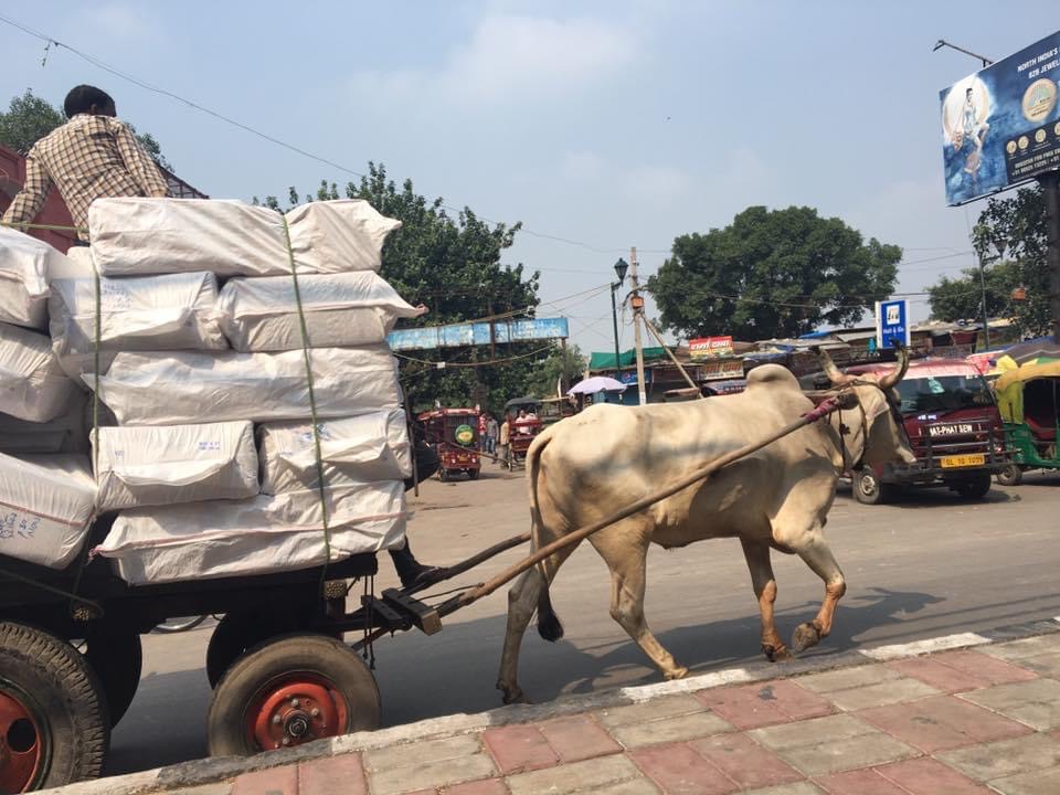 インド、牛